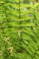 A red beetle soldier sits on a green leaf of fern.