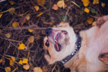 Funny smiling dog, close-up portrait of a dog