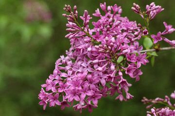 Flowering branch of lilac on a green background close-up.