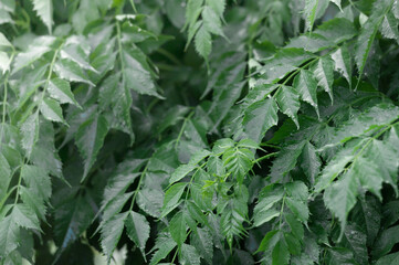 Green fresh background. Refreshing colors pattern.