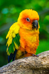 yellow and green parrot