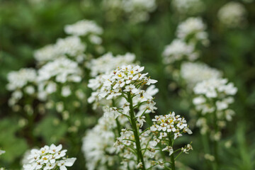 Grass with small white flowers on a green background.