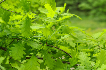 Natural green background. Oak branch with young green leaves.