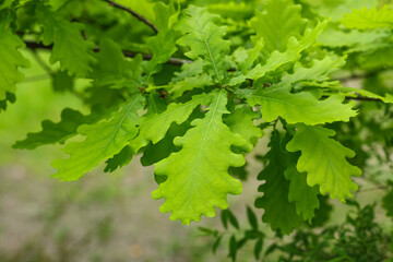 Natural green background. Oak branch with young green leaves.