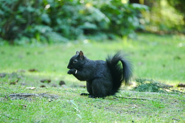 カナダにいる野生のリス