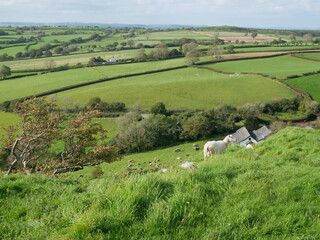 Fototapeta na wymiar sheep on farm hill