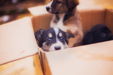 Little cute puppies in a box, many puppies, close-up of puppies, cute puppies