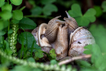Schnecken beim Liebesspiel