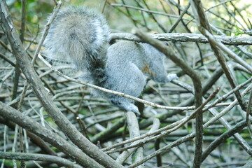 カナダにいる野生のリス