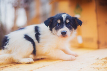 Naklejka na ściany i meble Little puppy, funny puppy, cute puppy portrait, close-up of a puppy