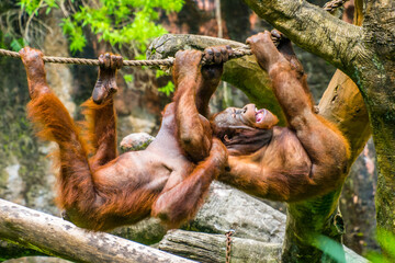 baby orangutans plaing in zoo