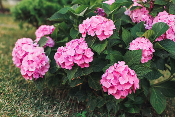 pink hydrangea flowers
