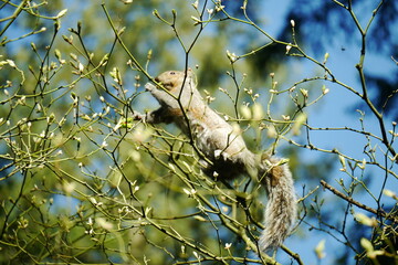 カナダにいる野生のリス