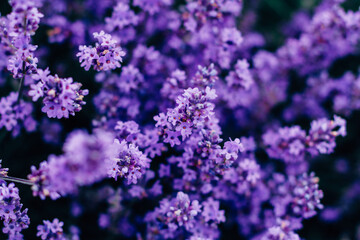 close up of lavender flowers - obrazy, fototapety, plakaty