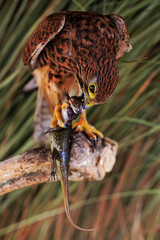 A falcon (Falco moluccensis) is tearing a lizard into its prey.