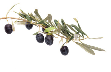 fresh olives isolated
