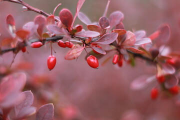 autumn branch of the barberry