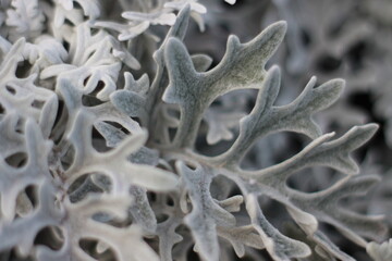 carved silvery leaves