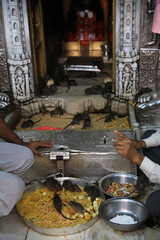 Karni Mata Ratten-Tempel (Indien)