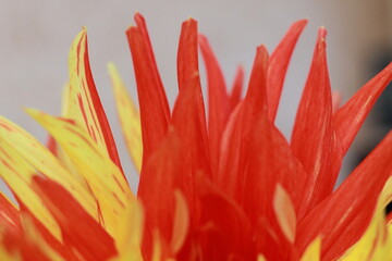 red - yellow Dahlia petals