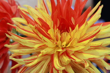 red and yellow Dahlia