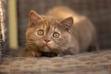 Fototapeta na wymiar Britisch Kurzhaar Langhaar Kitten Katzenkind 