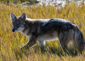 Coyote at River Parker Pulm Island Newburyport Ma 