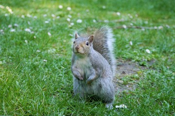 カナダにいる野生のリス