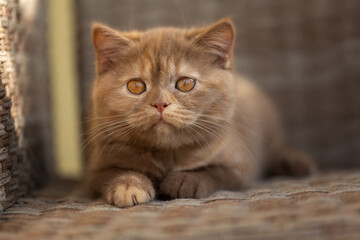 Britisch Kurzhaar Langhaar Kitten Katzenkind 