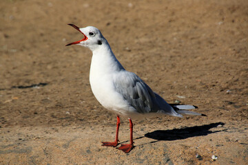 A close up of a Black Headed Gull