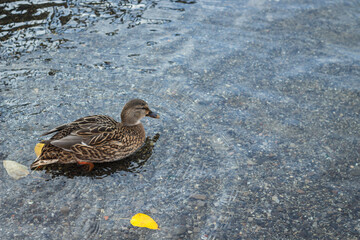 One on the surface of Lake Storsjon near the Badhusparken in Ostersund