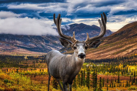 A male Deer in Canadian Nature during colorful Fall Season. Artistic Composite. Background from Tombstone Park, Yukon, Canada.