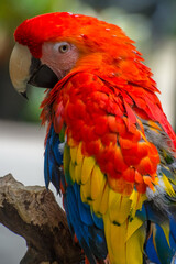 red and yellow macaw