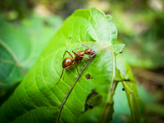 African red ant