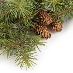 Fototapeta premium isolated image of festive christmas fir branches on white background