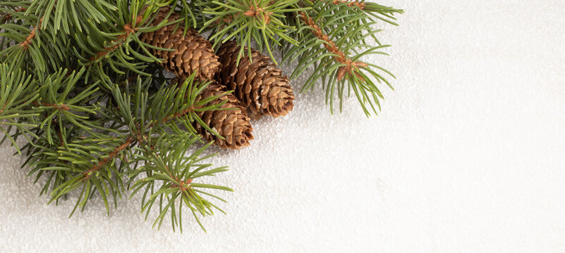 isolated image of festive christmas fir branches on white background