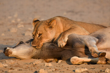 Obraz na płótnie Canvas Female Lion kills Antelope, Kgalagadi TFP, South Africa