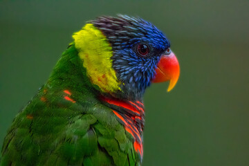 rainbow lorikeet parrot