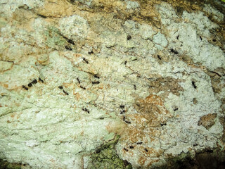 African red ant on the jungle floor