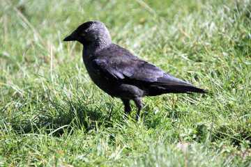 A Jackdaw on the ground