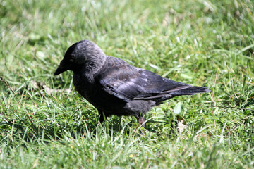 Obraz premium A Jackdaw on the ground