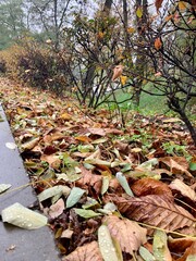 autumn in the park : leaves falling from trees to the ground 