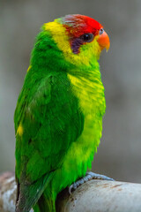 rainbow lorikeet on a branch
