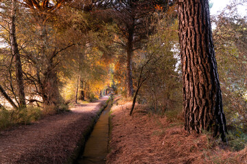 Autumn forest nature. Vivid morning in colorful forest with sun rays through branches of trees. Scenery of nature