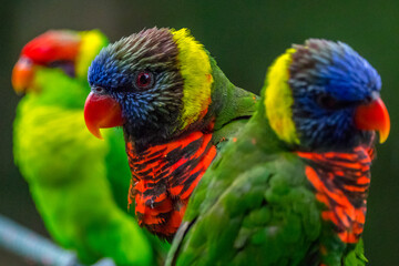 pair of parrots