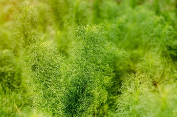 Green branch background, texture with orange fla