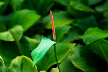 Flower in middle of green leaf. Background, texture.