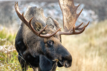 Grazing bull moose with autumn colors.