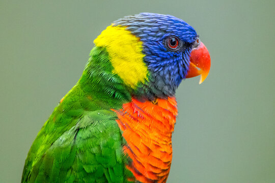 rainbow lorikeet parrot