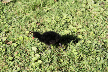 A close up of a Moorhen
